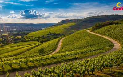 Vinos tintos con denominación de origen La Rioja